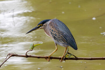 Striated Heron (Butorides striata) perched on a branch over muddy water. Blue-gray plumage bird in a hunting posture. Selective focus on the bird.