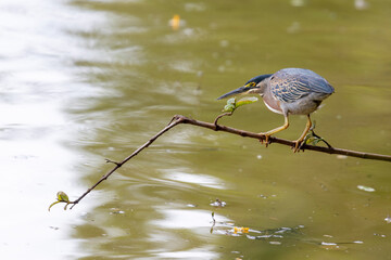 Striated Heron (Butorides striata) in an observation posture, perched on a branch over muddy water. Selective focus on the bird. Wildlife and nature.