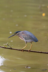 Striated Heron (Butorides striata) in an observation posture, perched on a branch over muddy water. Selective focus on the bird. Wildlife and nature.