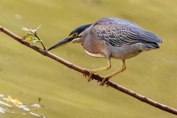 Striated Heron (Butorides striata) in an observation and hunting posture, perched on a branch over muddy water. Selective focus on the bird. Wildlife.