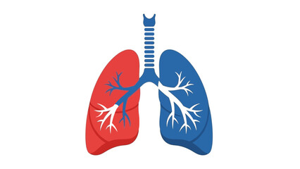 Illustration of lungs with red and blue coloration on a white background.