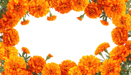 A vibrant, close-up border of vivid orange flowers encircling a black, transparent center, perfect for framing