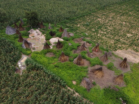 Aerial view of traditional thatched-roof structures nestled amidst vibrant green vegetation and expansive fields, a tapestry of rural life, Zaria, Kaduna, Nigeria.