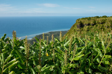Coastal cliffs and blue Atlantic Ocean, Flores Island, Azores, Portugal