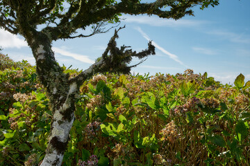 Mossy tree growing on hillside above ocean, Flores Island, Azores