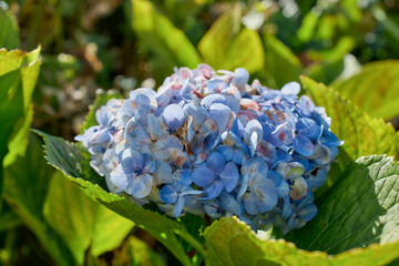 Blue hydrangea blooming in lush vegetation, Flores Island, Azores