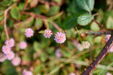 Macro insect pollinating small pink wildflower, Flores Island, Azores