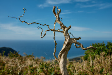 Lone tree with blue ocean backdrop, Flores Island, Azores