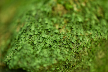 Moss growing on forest rock surface, Flores Island, Azores