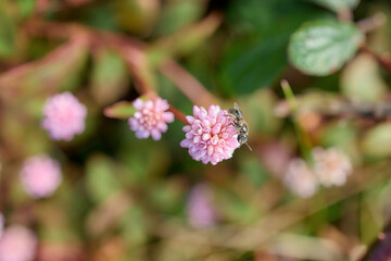 Close-up of pollinating insect on tiny pink blossoms, Flores Island, Azores