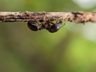 Big-headed ants of the species Pheidole megacephala on a twig. Major worker ants. Extreme close-up. Macro. Detail.