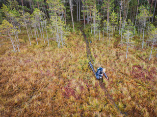 Aerial view of a female hiker picking cranberries on a wooden path in the colorful Seli Bog wetland, Estonia