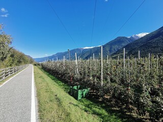 apple field vinschgau