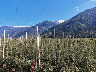 apple field vinschgau