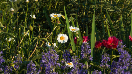A vibrant garden scene bathed in warm sunlight, featuring a rich mix of white daisies, purple salvia spikes, and deep red peony flowers bursting from lush green foliage. 