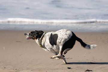 Mixed breed border collie dog runs at full speed along the sandy shoreline of a Ventura beach
