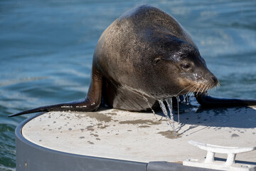 Whiskers of a wet and dripping Sea Lion's face as he jump out of the cold ocean water of the harbor and onto the dock