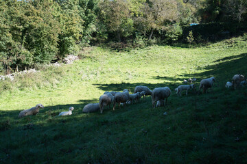sheep herd with lamps
