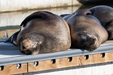Sea lions of Ventura Harbor, sleeping face up, are enjoying the sun while warming their body up on the dock