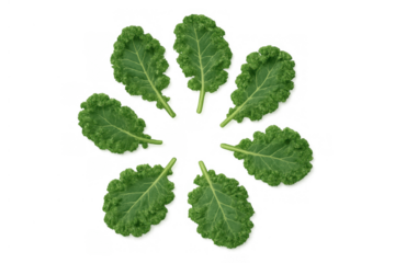 Fresh green kale leaves arranged in a circle, representing healthy food, natural ingredients, and a vegan diet, transparent background