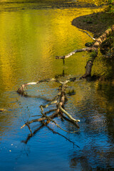 Fallen tree branch resting in calm autumn river.