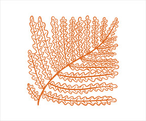 Forest fern hand-drawn, line art. Doodle illustration of jungle plants.