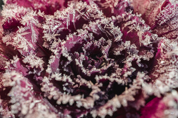Closeup frosty red ornamental cabbage Brassica oleracea in golden morning light.