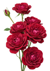 Obraz premium Velvety deep crimson red roses in bloom, green stems, isolated on a transparent background with ample copy space. Macro photography concept of natural elegance and romance