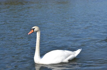 swan on the lake