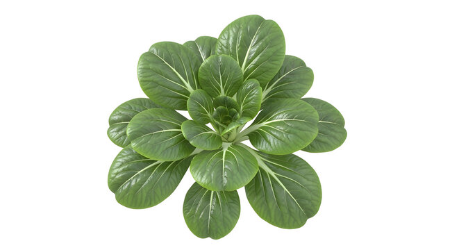 Fresh green bok choy plant isolated on white background top view