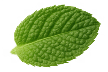 Fresh green mint leaf close-up on transparent background symbolizing natural flavor and aromatherapy properties