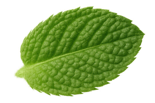 Fresh green mint leaf close-up on transparent background symbolizing natural flavor and aromatherapy properties