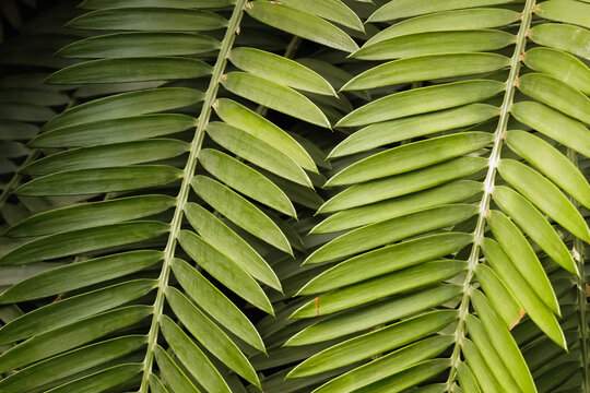 Two green huge leaves of exotic tropical fern Dicksonia Antarctica which have other small leaves.