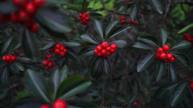 Clusters of bright scarlet berries nestled amongst the dark, glossy leaves of an evergreen shrub in a winter garden