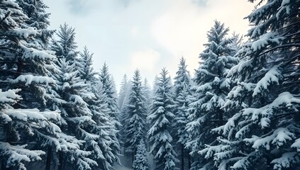 High perspective image of fir tree tops covered in snow. Arctic winter Christmas. 