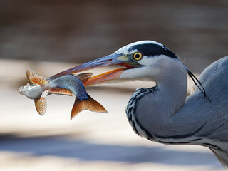 A grey heron, Ardea cinerea seizes its prey with precision, displaying the ruthless predatory strike of a hunter that attacks anything small enough to swallow.