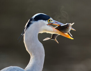 A grey heron, Ardea cinerea grips a struggling fish in its sharp beak, shown in remarkable close detail that highlights the birds focused expression and intricate plumage.