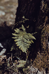 Close-up view of sweet fern (polypodium glycyrrhiza) leaves in nature, showing detailed texture and natural patterns. Fresh green foliage illuminated by soft light, highlighting the plant’s structure 