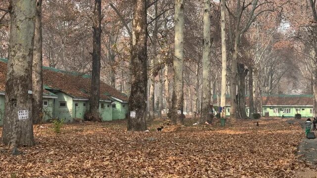 Autumn in Kashmir with vibrant red Chinar leaves and chinar big trees across Naseem Bagh in Hazratbal Dargah showcasing the beauty of Srinagar destination in Jammu and Kashmir. Clip 64