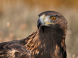 a golden eagle in the mountain on spain