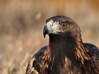 Obraz premium a majestic and powerful golden eagle in the mountain