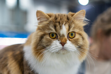 Close-up of a long-haired tortoiseshell cat persian or british indoors, soft natural lighting, black, orange, cream fur colors, prominent facial markings