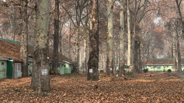 Autumn in Kashmir with vibrant red Chinar leaves and chinar big trees across Naseem Bagh in Hazratbal Dargah showcasing the beauty of Srinagar destination in Jammu and Kashmir. Clip 65
