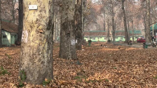 Autumn in Kashmir with vibrant red Chinar leaves and chinar big trees across Naseem Bagh in Hazratbal Dargah showcasing the beauty of Srinagar destination in Jammu and Kashmir. Clip 66