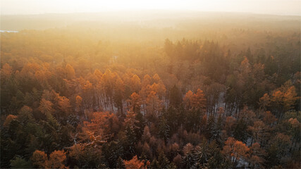 Aerial view of a quiet forest in late autumn during sunrise. The soft, golden morning light shines through a thin mist above the trees, creating a peaceful and atmospheric landscape. The forest is fil
