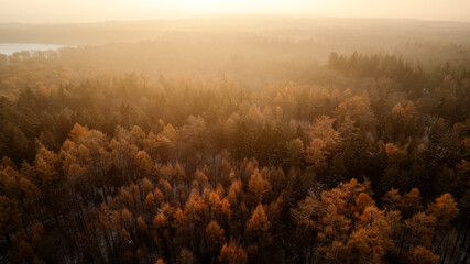 Aerial view of a quiet forest in late autumn during sunrise. The soft, golden morning light shines through a thin mist above the trees, creating a peaceful and atmospheric landscape. The forest is fil