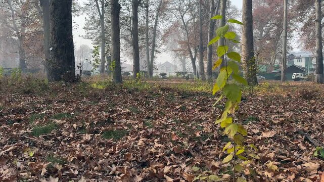Autumn in Kashmir with vibrant red Chinar leaves and chinar big trees across Naseem Bagh in Hazratbal Dargah showcasing the beauty of Srinagar destination in Jammu and Kashmir. Clip 121