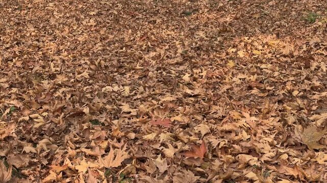 Autumn in Kashmir with vibrant red Chinar leaves and chinar big trees across Naseem Bagh in Hazratbal Dargah showcasing the beauty of Srinagar destination in Jammu and Kashmir. Clip 71