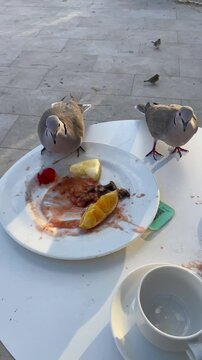 Vertical video. Two hungry pigeons eat scraps of food from an unattended plate. Mallorca, Spain.