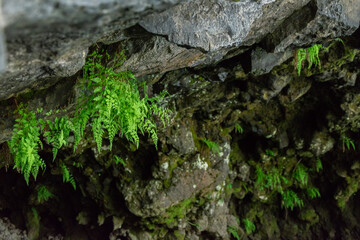 Green fern growing on a rock, close-up. Selective focus.